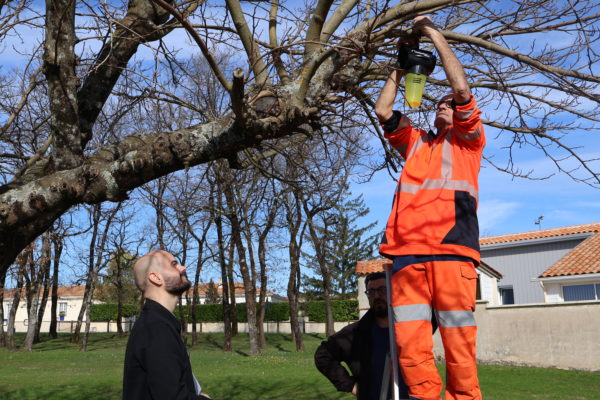 Campagne de piégeage des frelons asiatiques