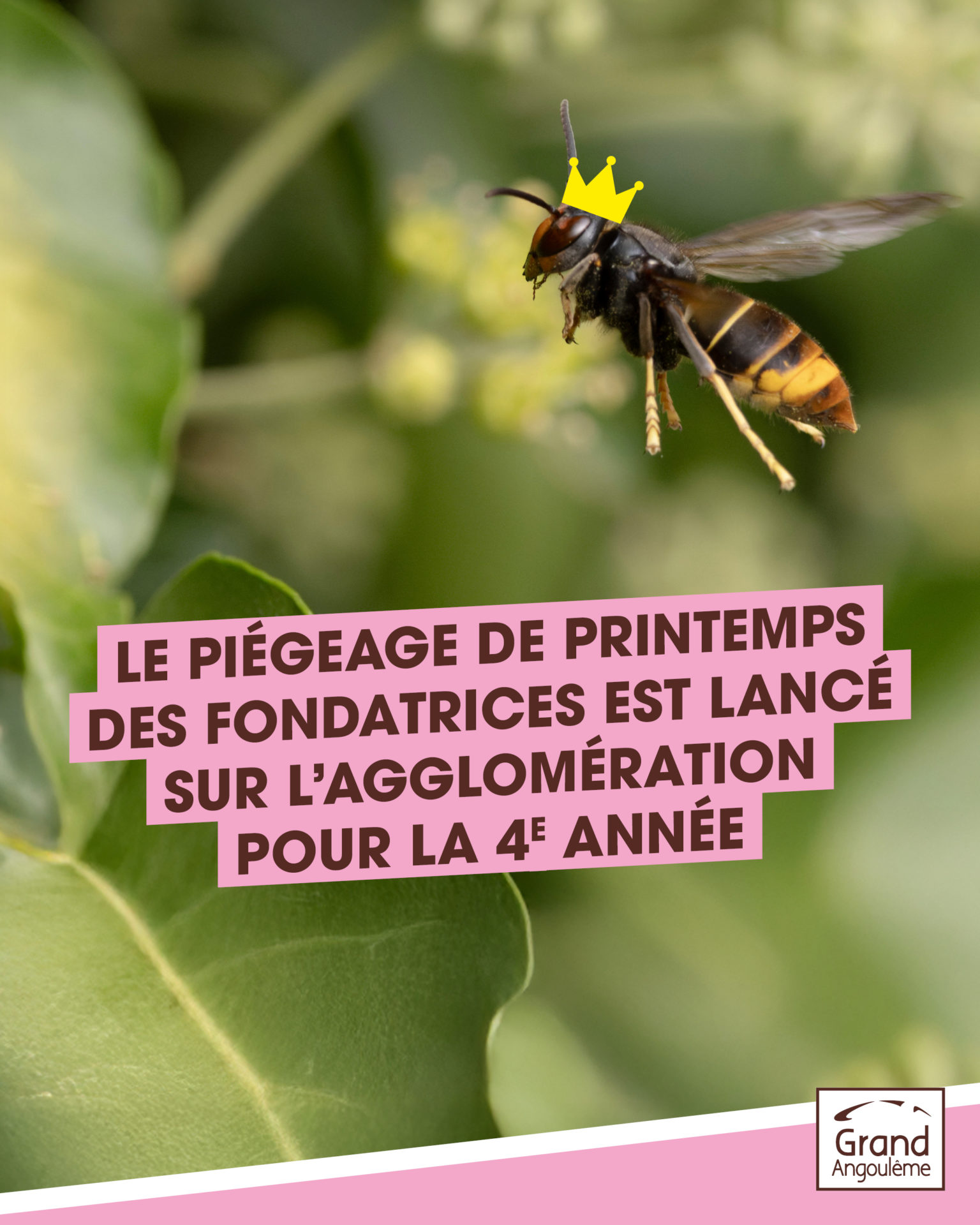 Campagne de piégeage des frelons asiatiques