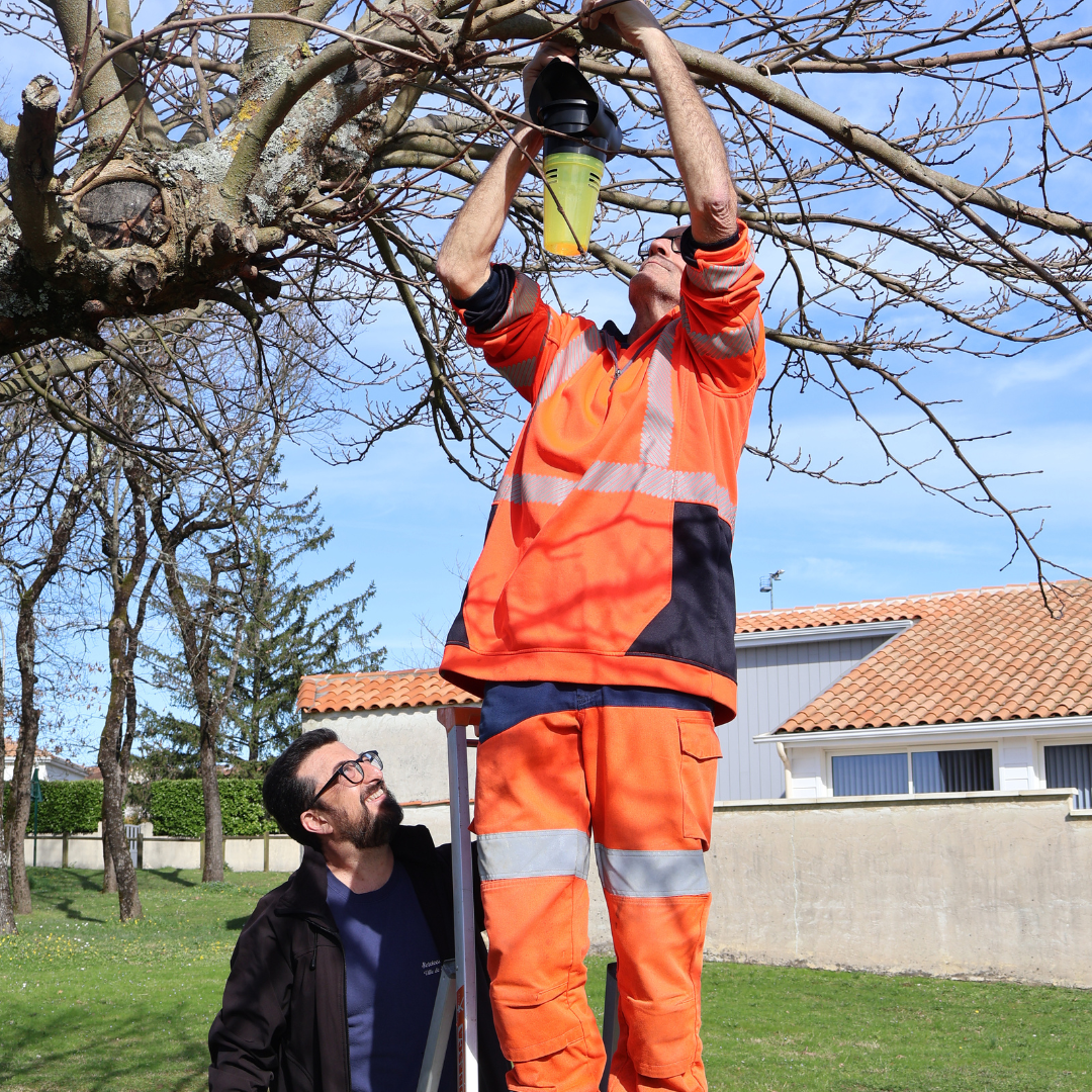 Campagne de piégeage des frelons asiatiques