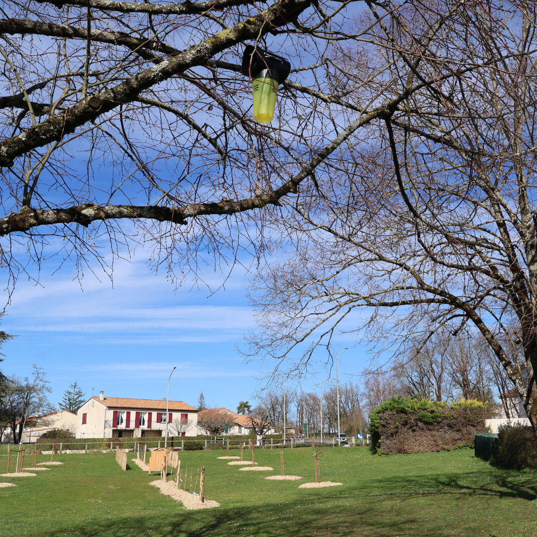Campagne de piégeage des frelons asiatiques