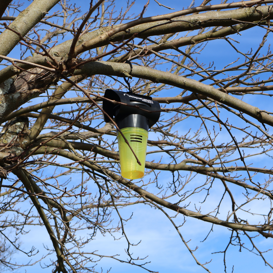 Campagne de piégeage des frelons asiatiques